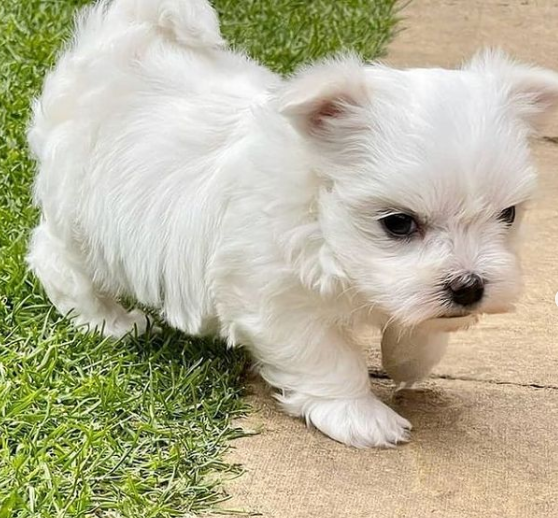REGALO Cachorros de Bichon Maltes Mini Toy Para Adopcion