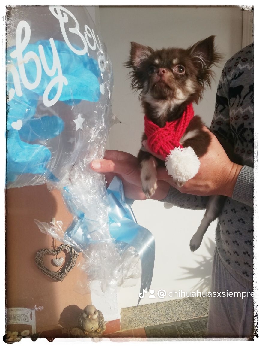 Chihuahuas machos disponibles hermosos