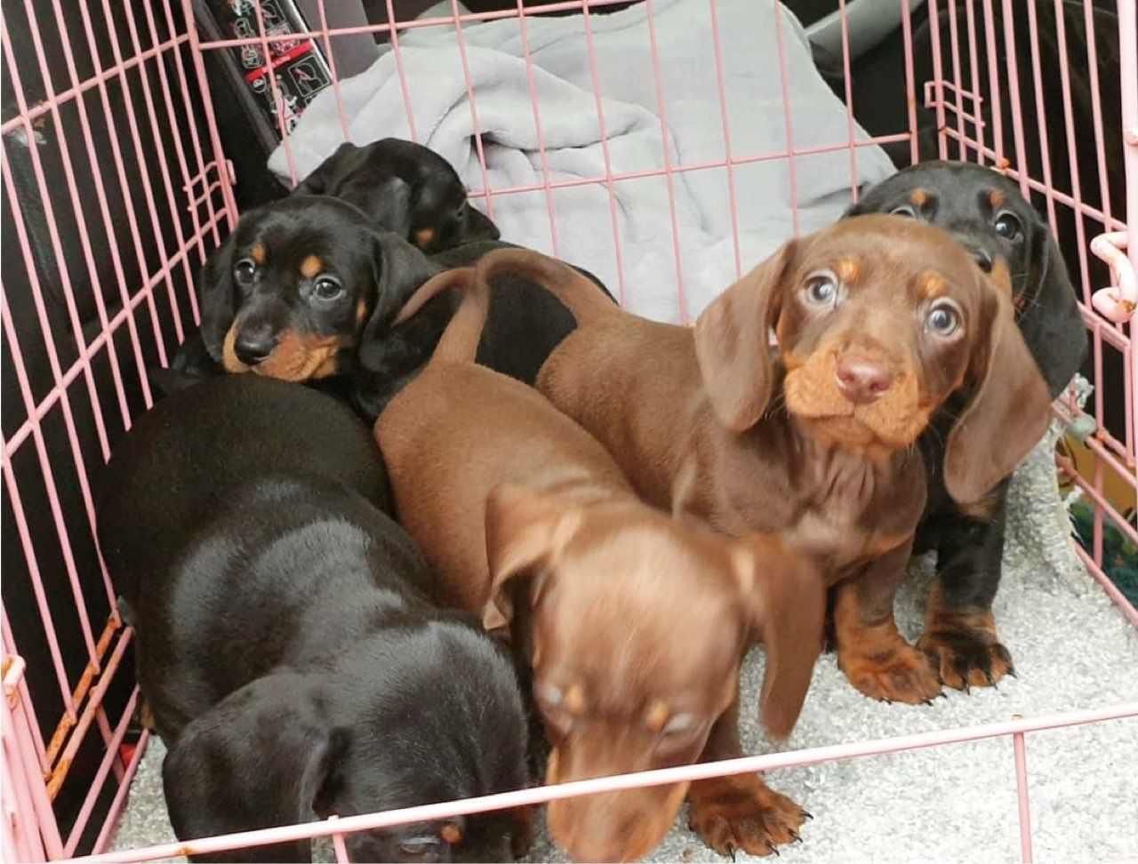 Cachorritos de teckel miniatura pelo corto