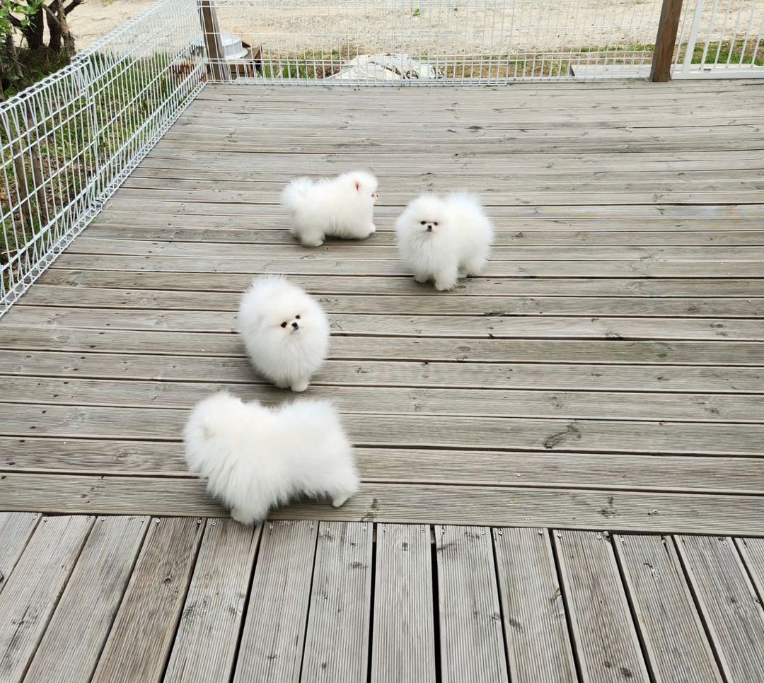 Cachorros de Pomerania Spitz
