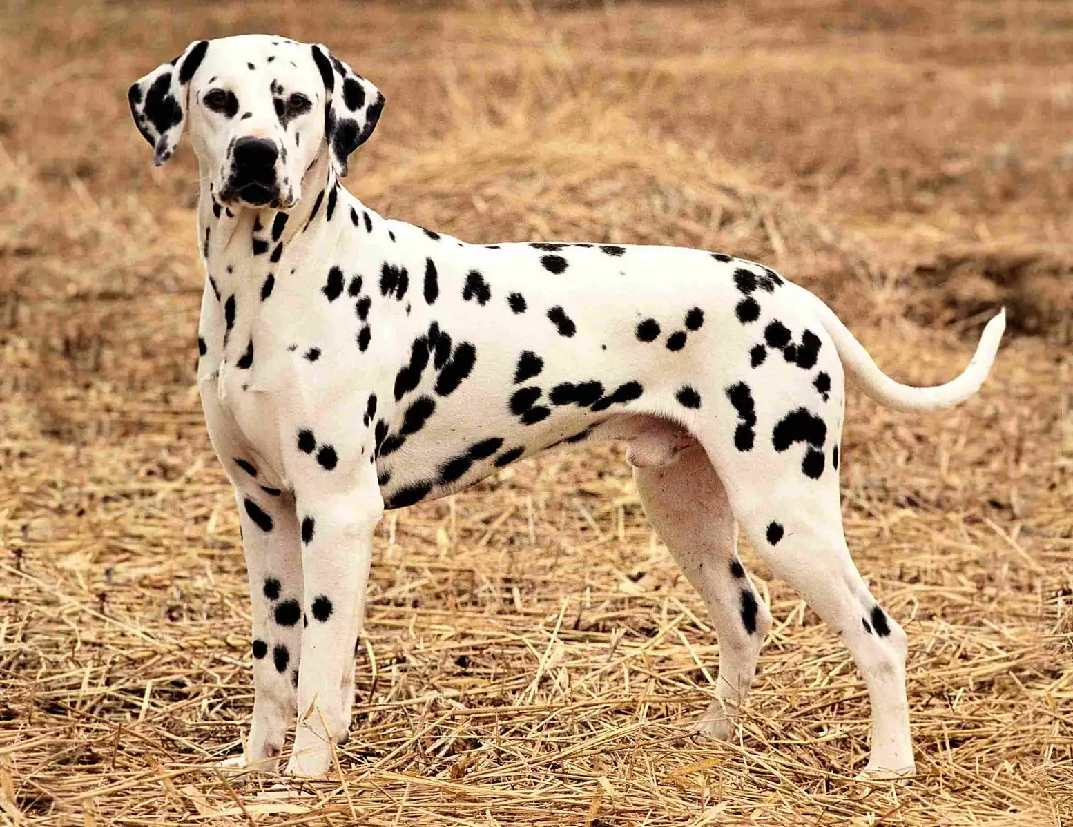 Dalmata