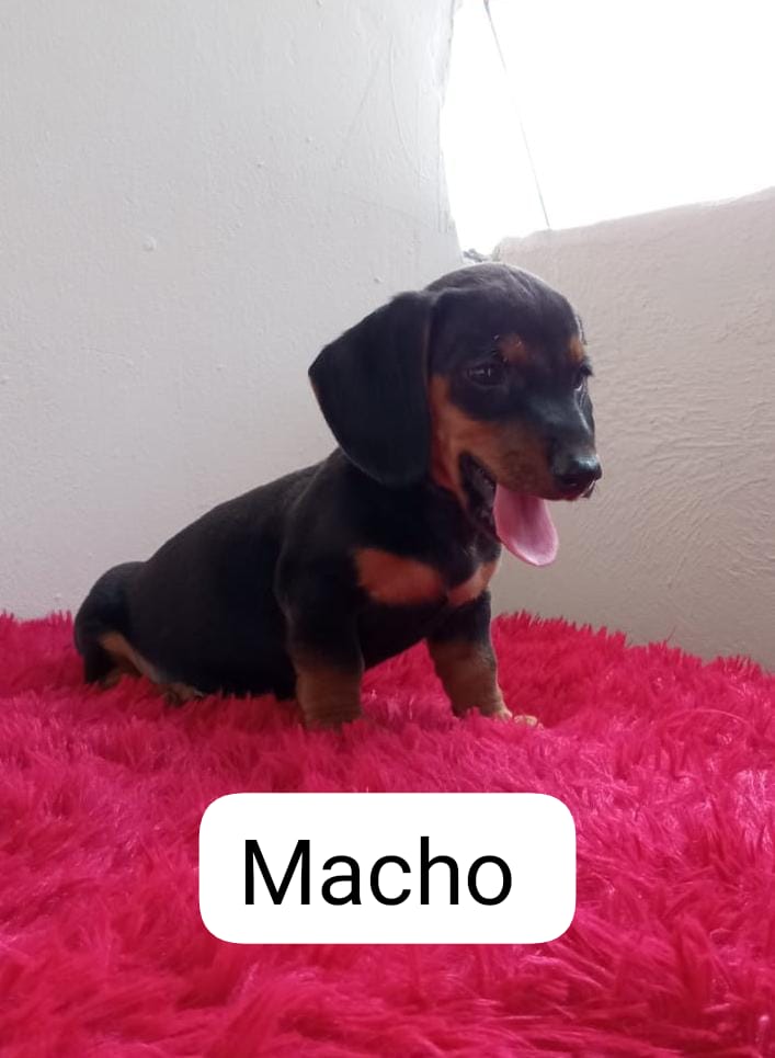 regalo cachorro teckel