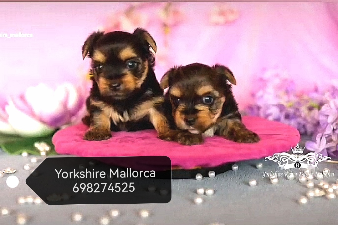 Yorkshire cachorros Mallorca 698. 274. 525