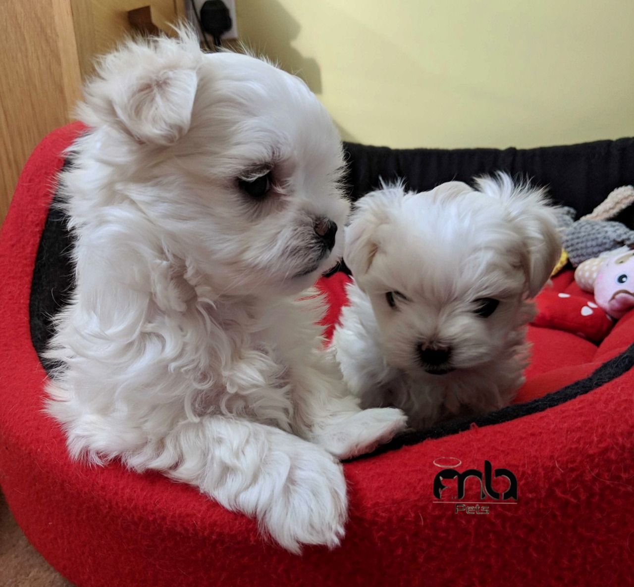 Cachorritos de bichon maltes toy pura raza