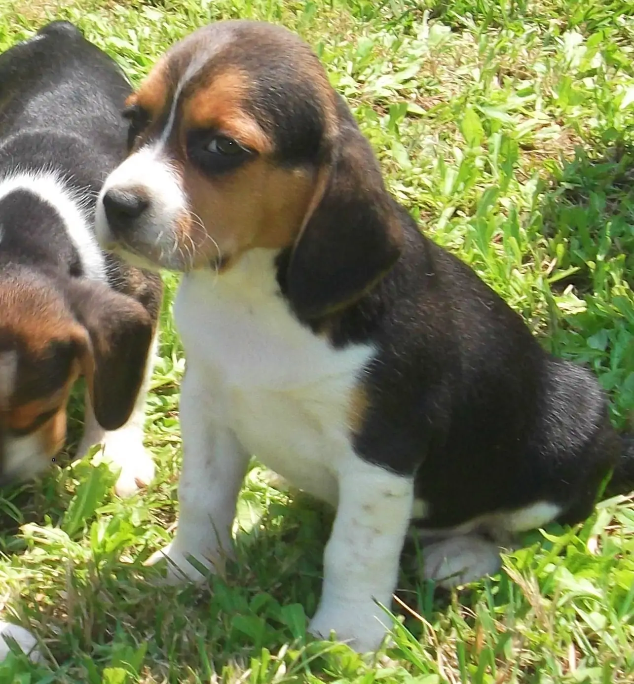 Beagle Inglés