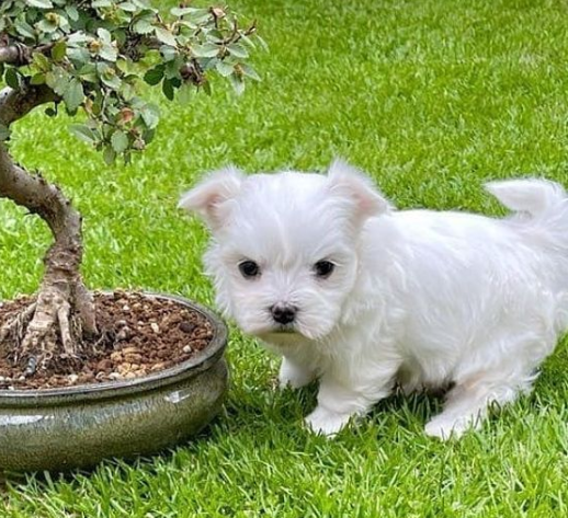 REGALO Cachorros de Bichon Maltes Mini Toy Para Adopcion