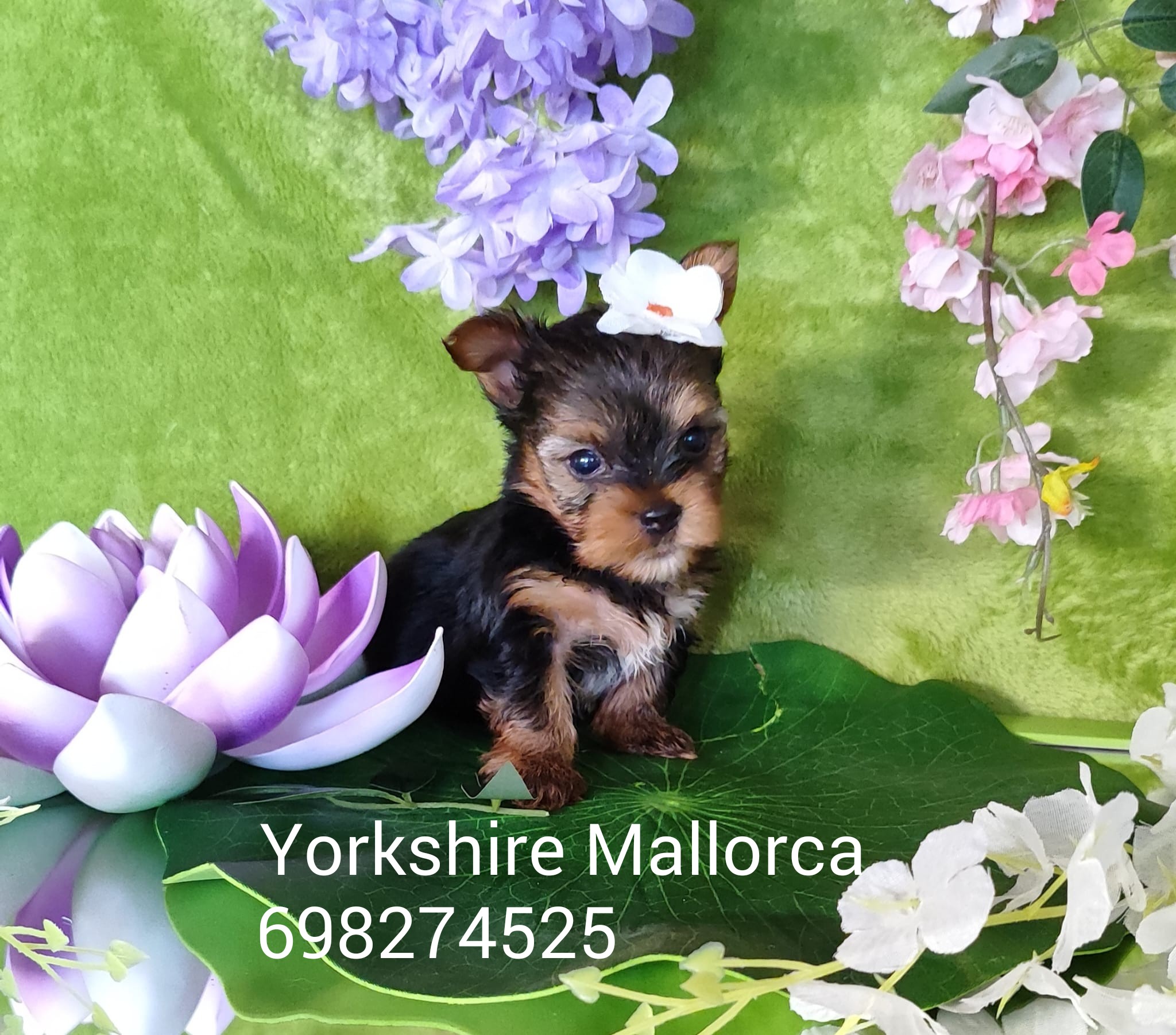 Yorkshire cachorros Mallorca 698274525
