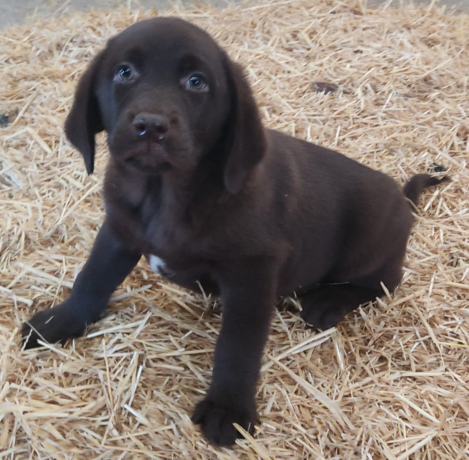 Cachorros Labrador