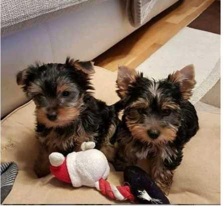 cachorros Yorkshire