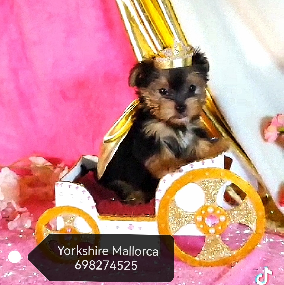 Yorkshire cachorros Mallorca 698. 274. 525