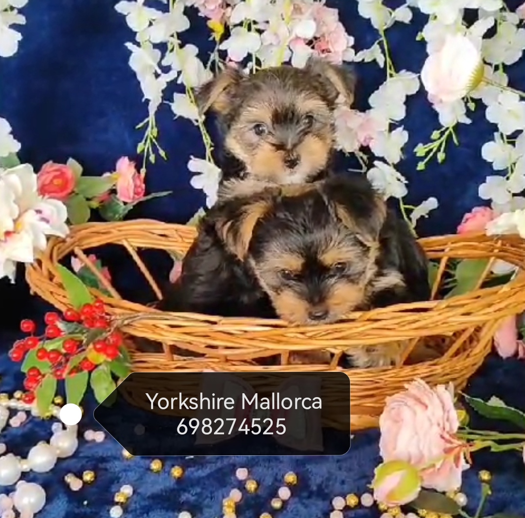 Yorkshire cachorros Mallorca 698. 274. 525