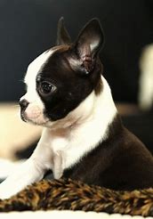 CAMADA DE BOSTON TERRIER