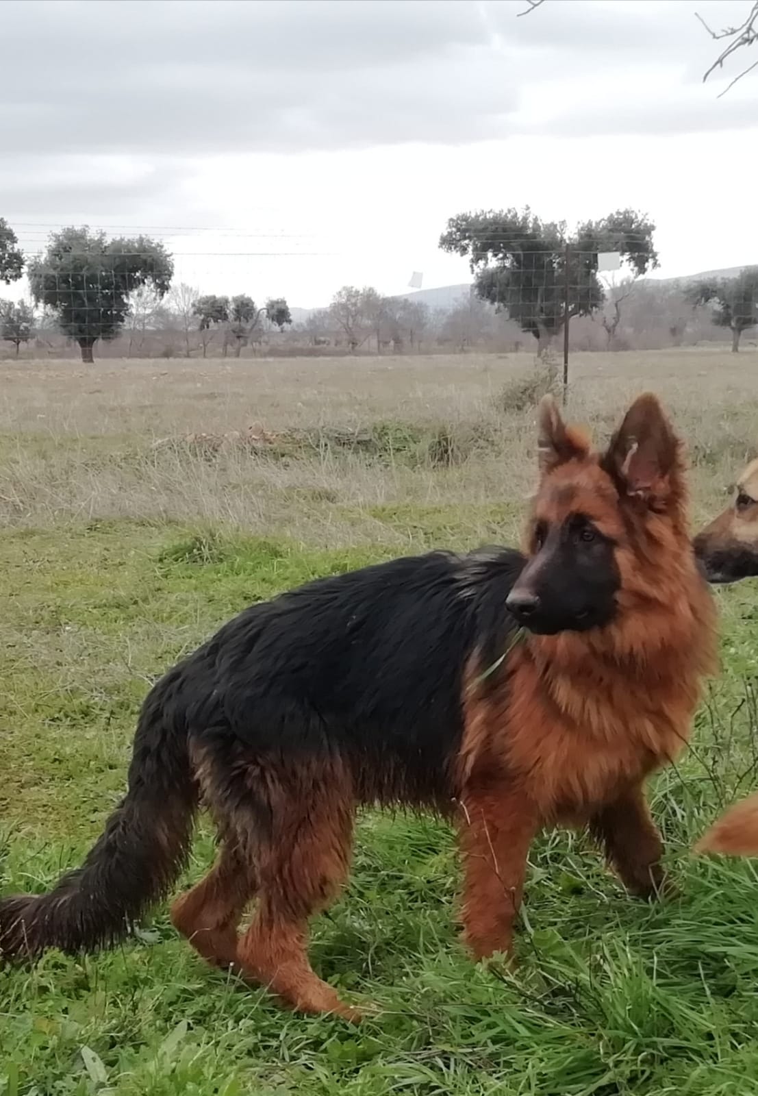 Cachorros Pastor Aleman