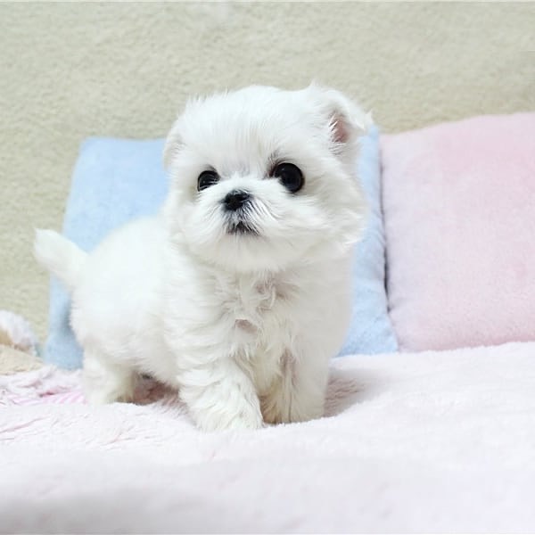 Regalo cachorros de bichon maltes mini toy para adopcion