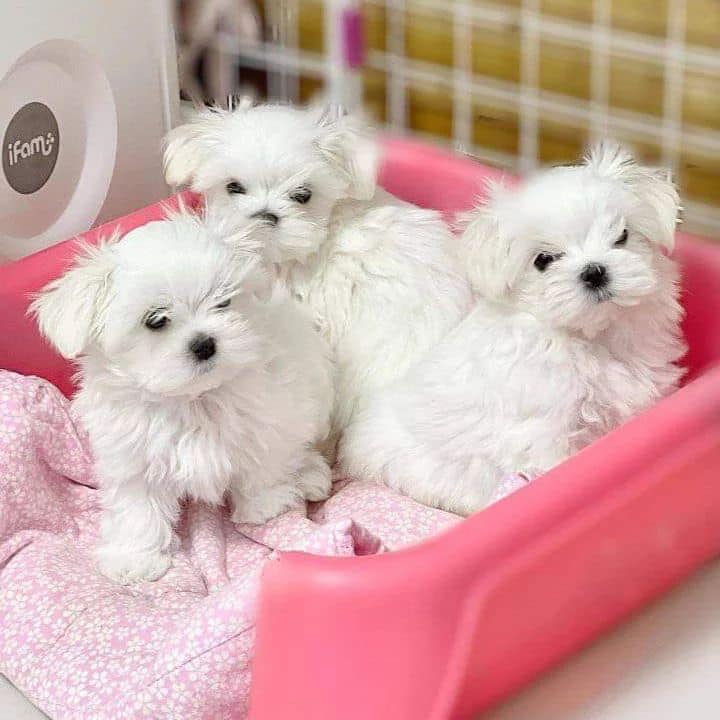 REGALO BICHON MALTES CACHORROS TOY