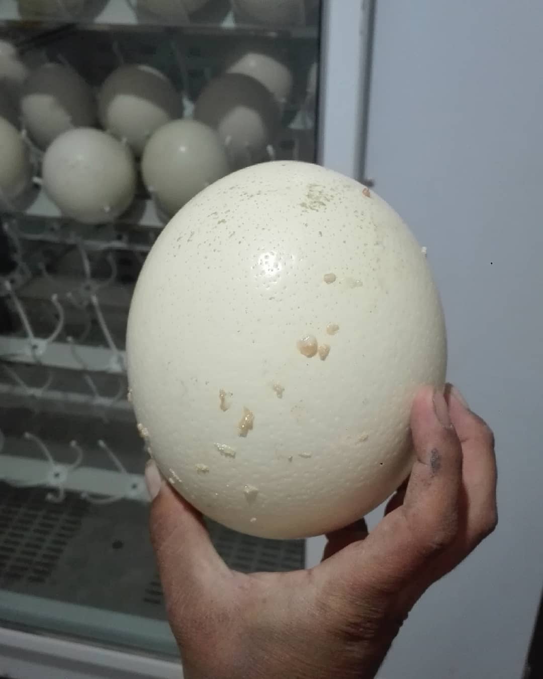 Vendemos polluelos de avestruz sanos, emúes, pavos reales, huevos fértiles de avestruz y plumas de avestruz.