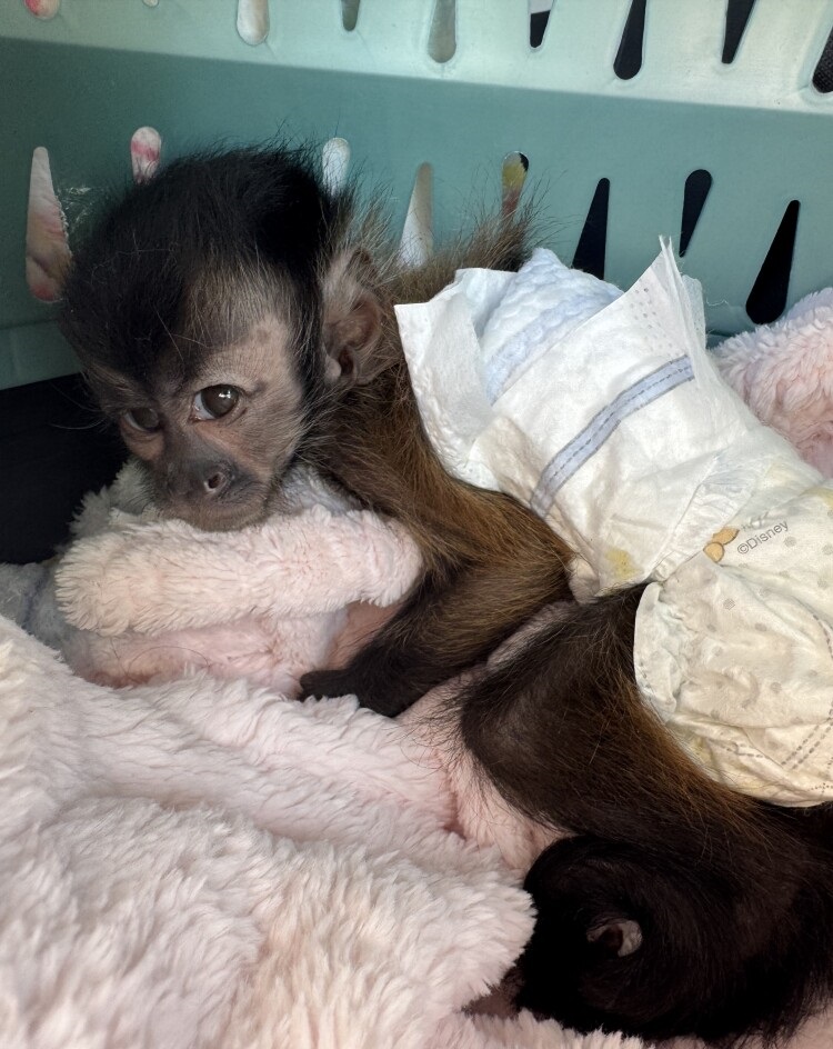 Mono capuchino de 3 meses