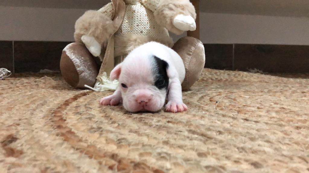 Camada de bulldog francés en Murcia