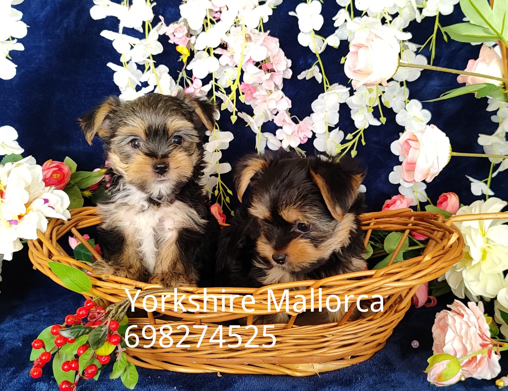Cachorros Yorkshire Baleares venta