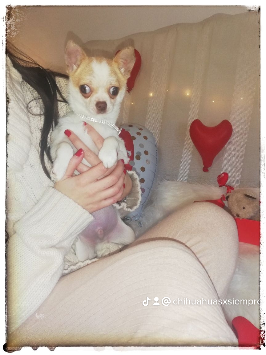 Chihuahuas machos disponibles preciosos