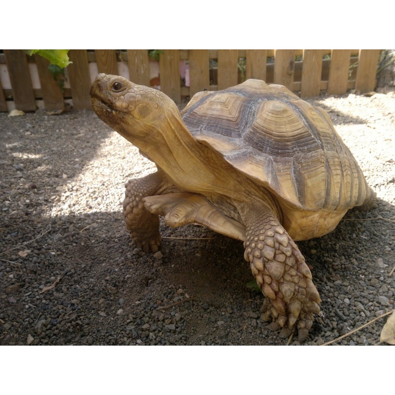 TORTUGA SULCATA 55CM HEMBRAS