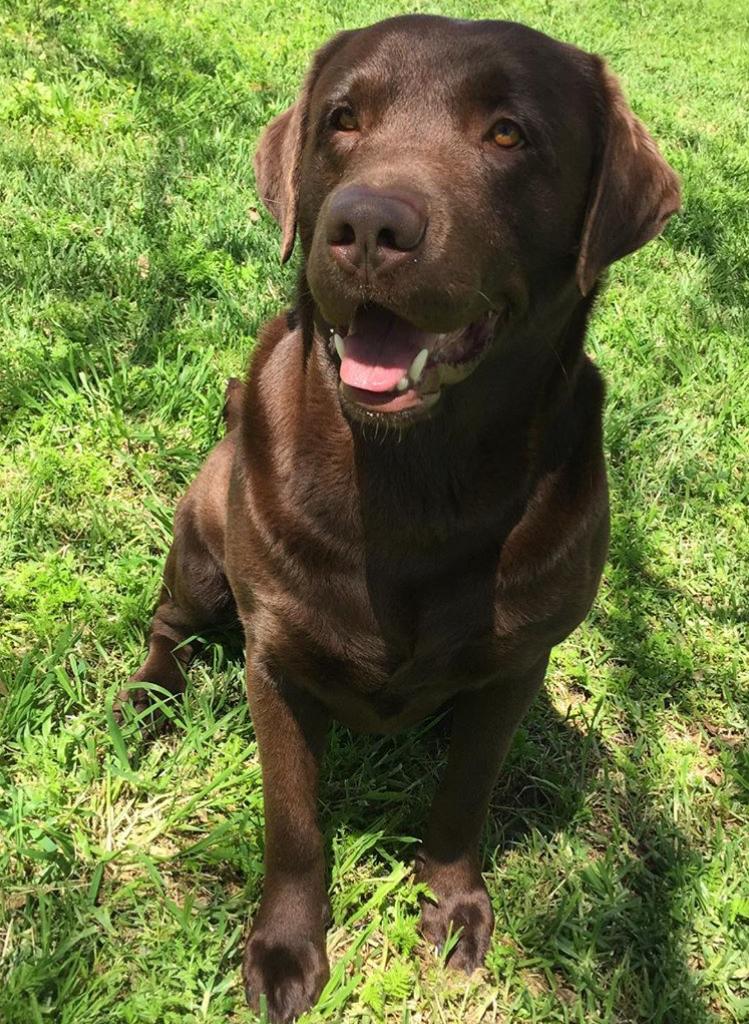 Cachorros Labrador