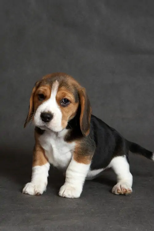 Beagle Inglés