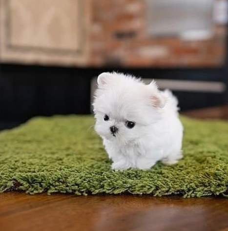 REGALO Cachorros de Bichon Maltes Mini Toy Para Adopcion