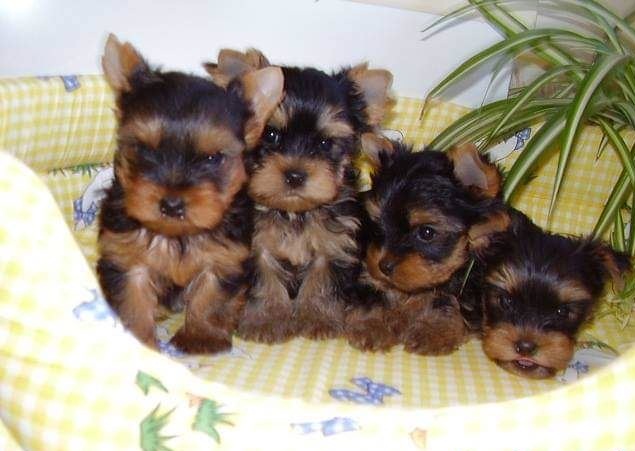 Regalo Cachorros Yorkshire Terrier Mini Toy