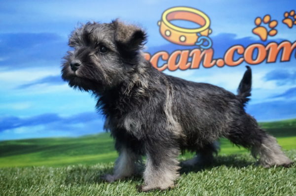 Schnauzer Miniatura macho