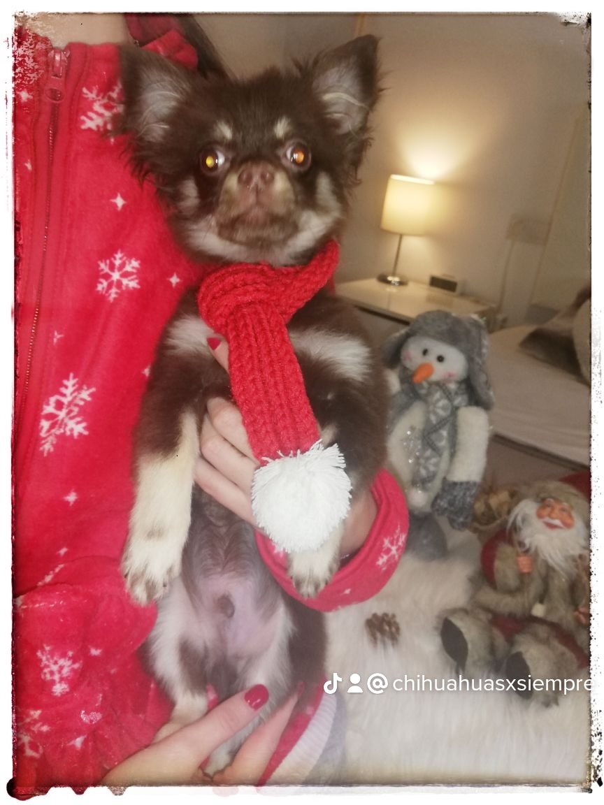 Chihuahuas machos disponibles preciosos