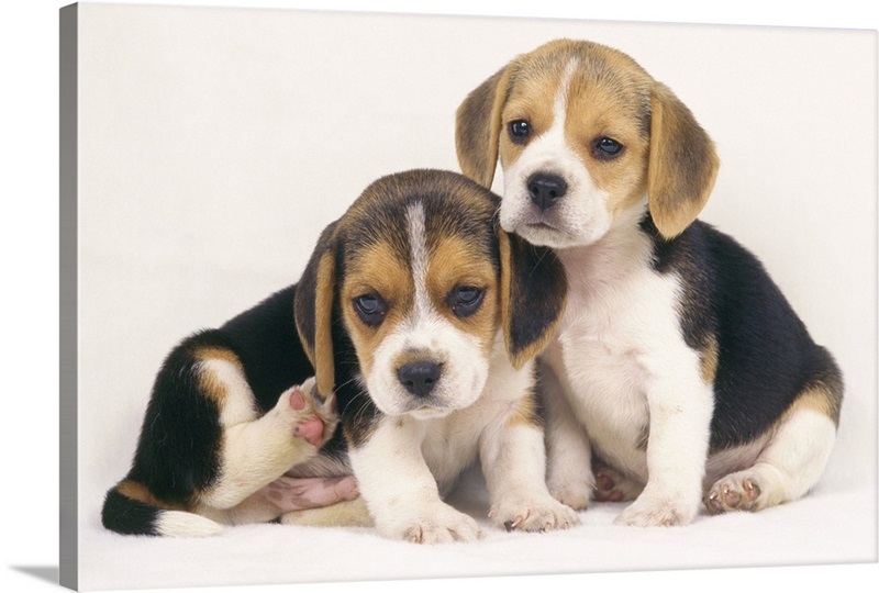 Cachorro beagle bien entrenado y asequible disponible