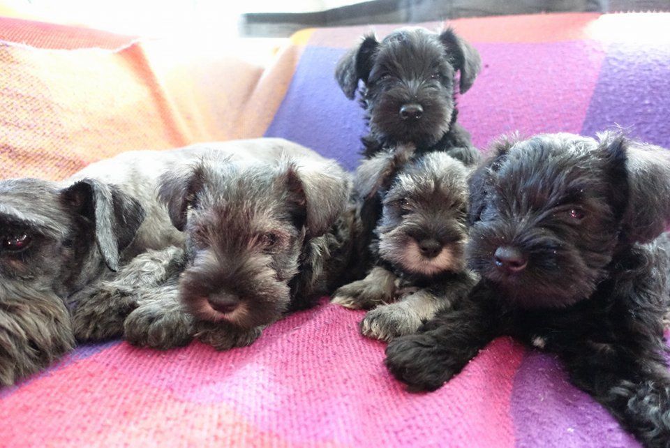 Preciosos cachorritos de schnauzer miniatura