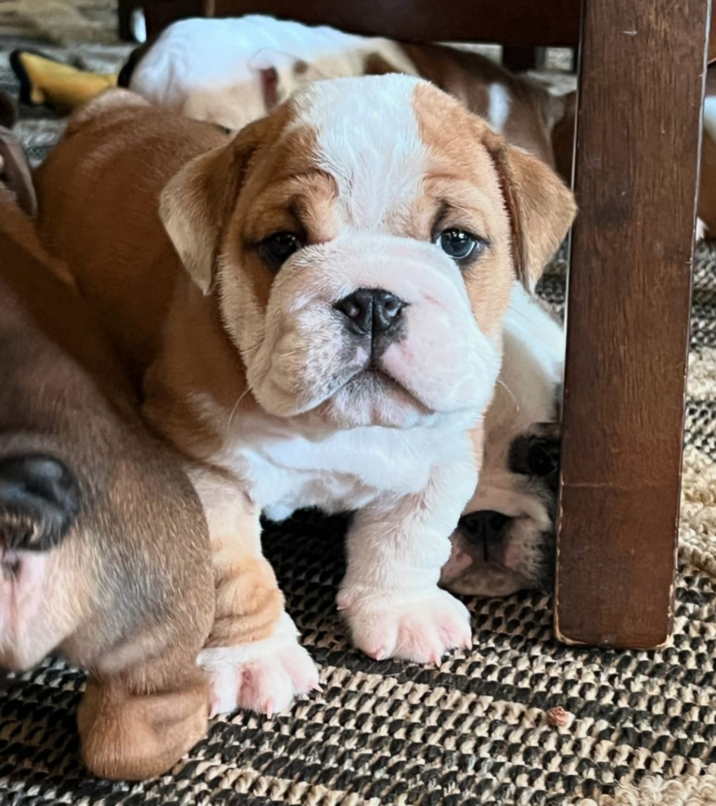 adorables cachorros bulldog ingles