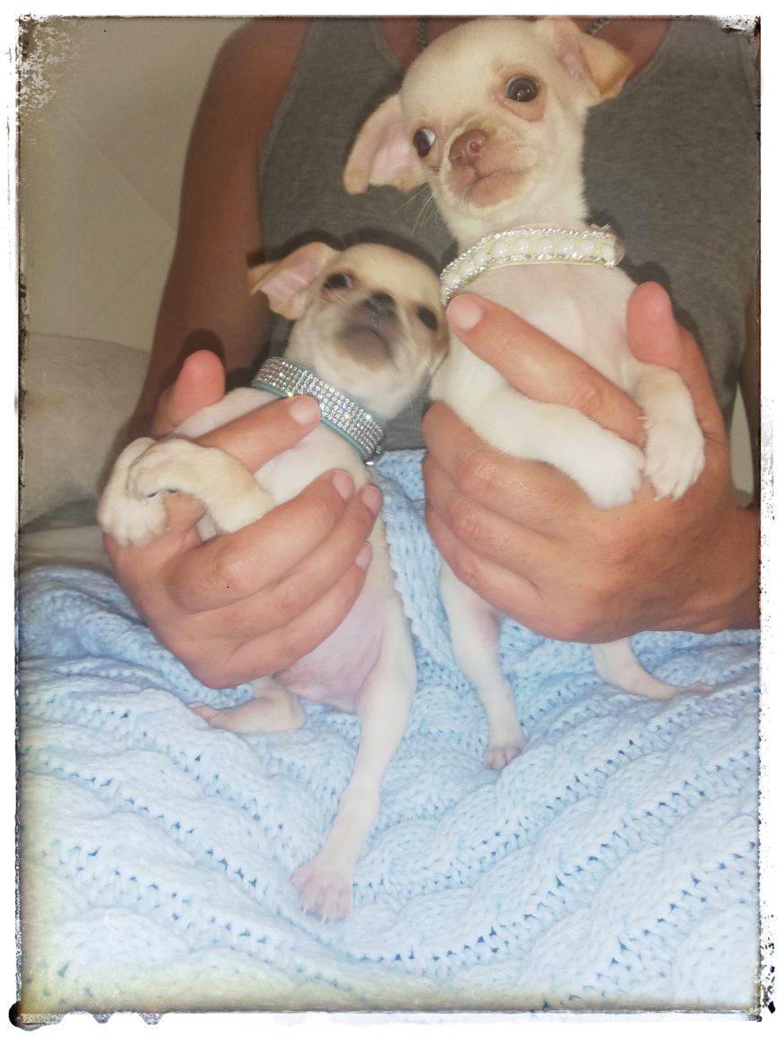 Chihuahuas machos preciosos