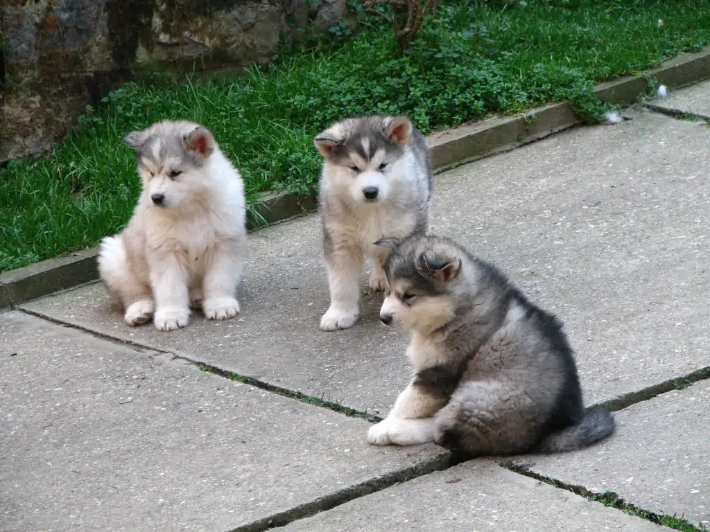 Alaskan Malamute