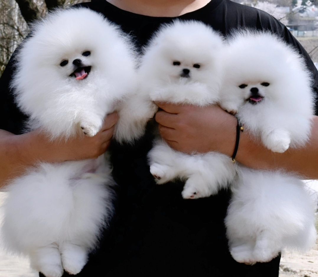 Cachorros de Pomerania Spitz