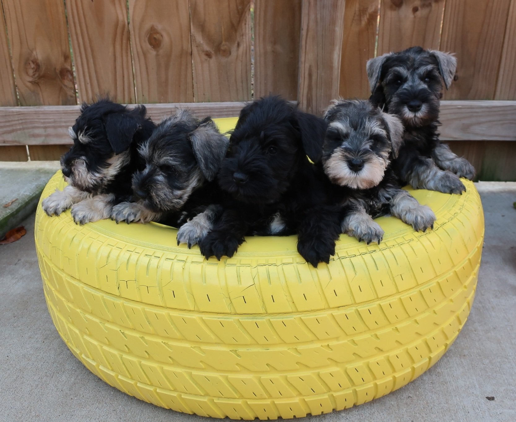 Camadita schnauzer miniatura machos y hembras