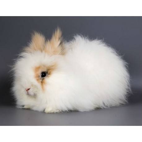 Conejo Angora Ingles