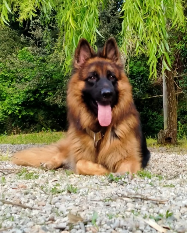 Cachorros Pastor Aleman