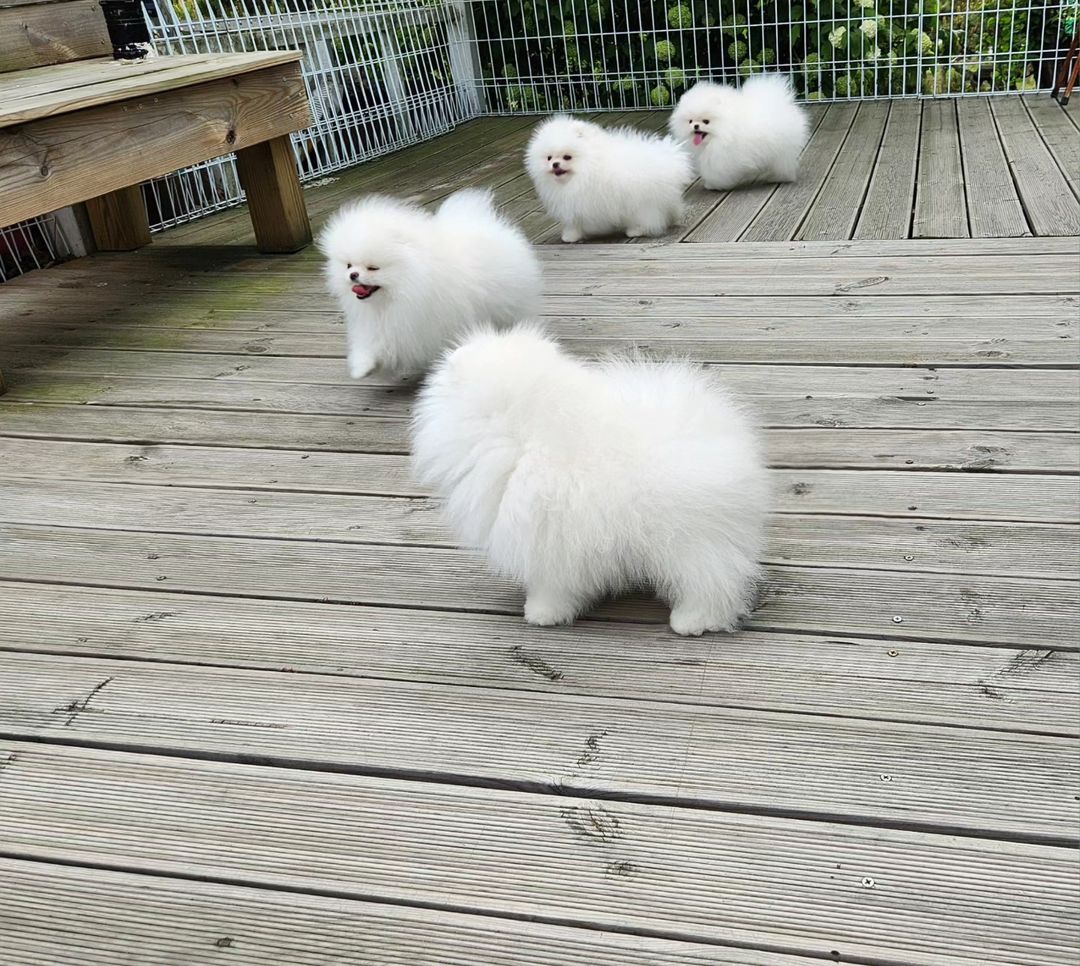 Cachorros de Pomerania Spitz