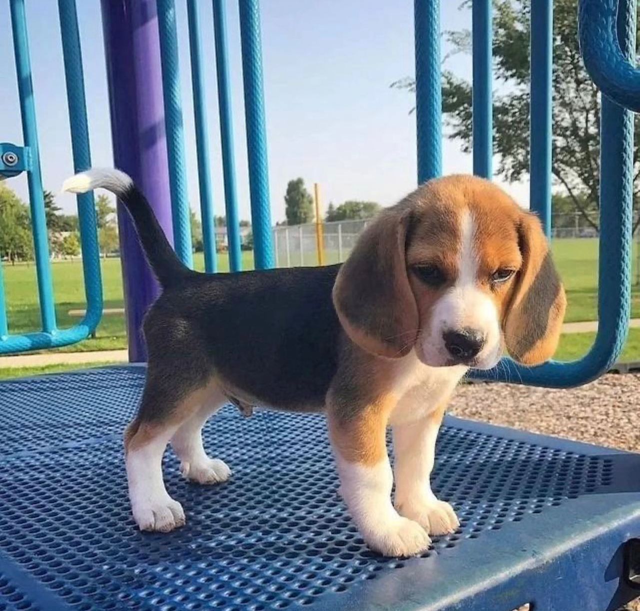 Cachorro beagle bien entrenado y asequible disponible