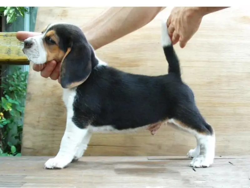 Beagle Inglés