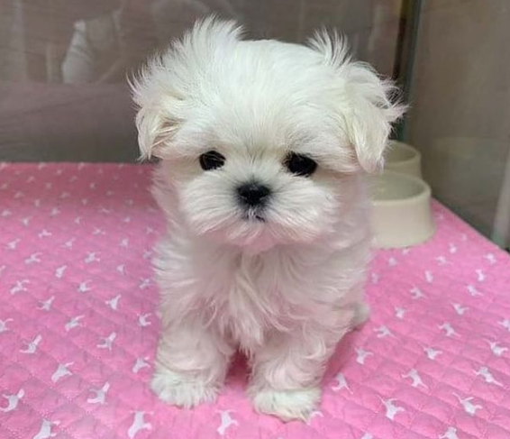 REGALO Cachorros de Bichon Maltes Mini Toy Para Adopcion