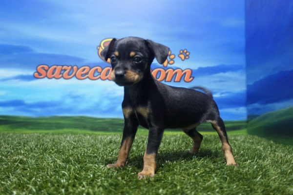 Pinscher Mini macho