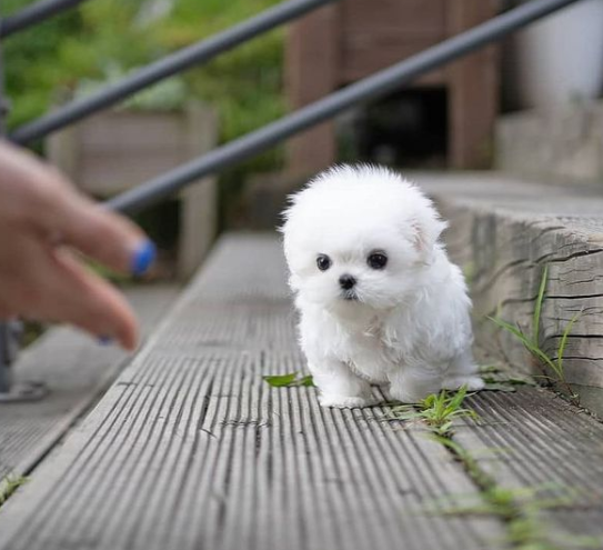 REGALO Cachorros de Bichon Maltes Mini Toy Para Adopcion