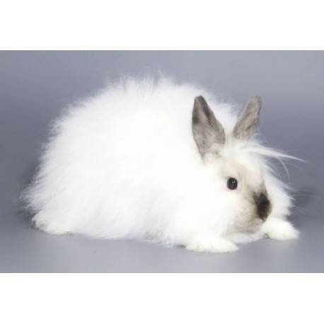 Conejo Angora Frances