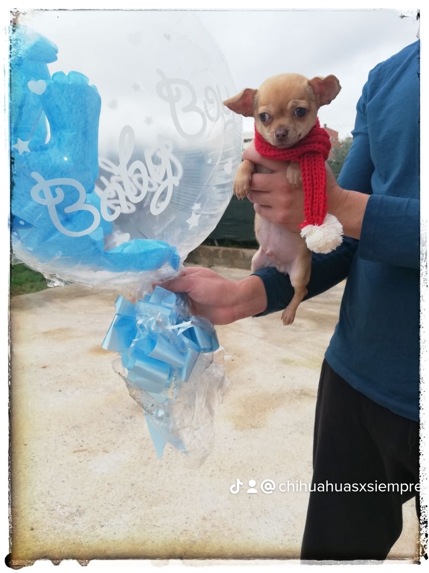 Chihuahuas machos disponibles preciosos
