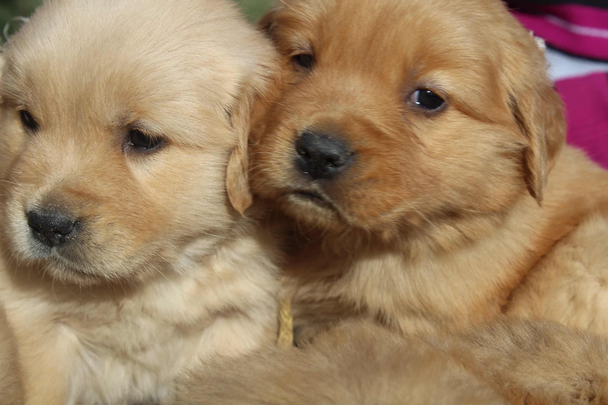 GOLDEN RETRIEVER CAMADA ESPECTACULAR