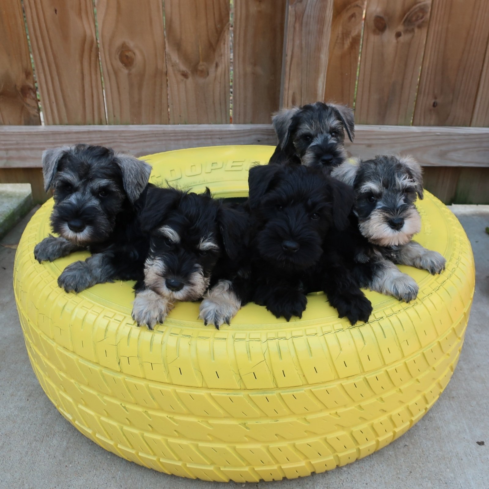 Camadita schnauzer miniatura machos y hembras